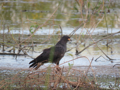 Rostrhamus sociabilis