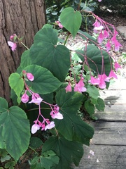 Begonia grandis