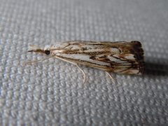 Catoptria falsella