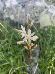 Chlorophytum graminifolium
