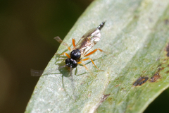 Ichneumonidae