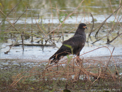 Rostrhamus sociabilis