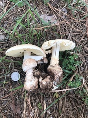 Amanita cokeri