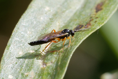 Ichneumonidae