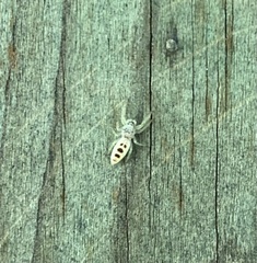 Hentzia mitrata