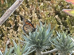 Danaus plexippus