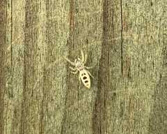 Hentzia mitrata