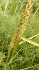 Cenchrus echinatus
