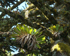 Vriesea