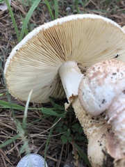 Amanita cokeri
