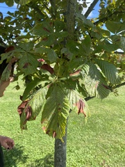 Aesculus hippocastanum