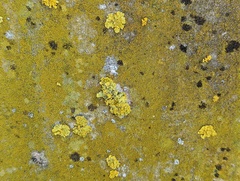 Flavoplaca flavocitrina