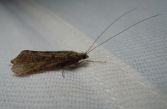 Trichoptera
