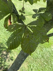 Aesculus hippocastanum