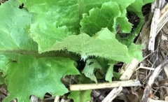 Lactuca virosa