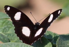 Hypolimnas misippus