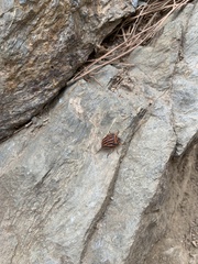 Graphosoma semipunctatum