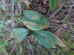 Maianthemum trifolium
