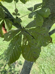 Aesculus hippocastanum
