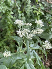 Eupatorium
