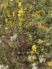 Solidago puberula