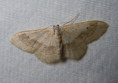 Idaea aversata