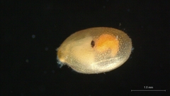 Ostracoda