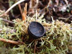 Pseudoplectania nigrella