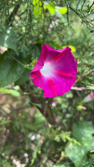 Ipomoea orizabensis