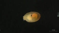 Ostracoda