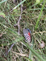 Lycorma