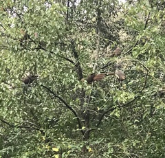 Macropygia phasianella