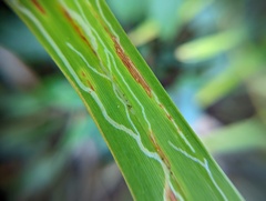 Ophiomyia kwansonis