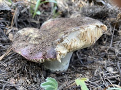 Russula xerampelina