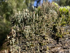 Cladonia pyxidata