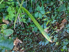 Ophiomyia kwansonis