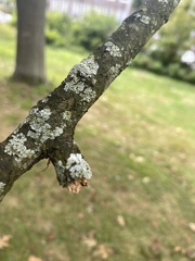 Physcia millegrana