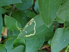 Phytomyza albiceps group