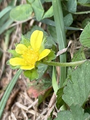 Waldsteinia fragarioides