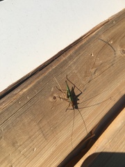 Oecanthus pini