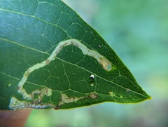 Phytomyza albiceps group