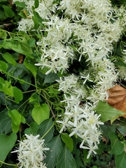 Clematis terniflora