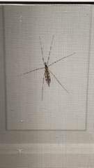 Tipula abdominalis