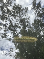 Setaria