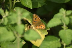 Junonia almana