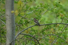 Ficedula hypoleuca