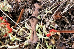 Cladonia