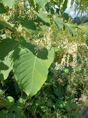 Reynoutria sachalinensis