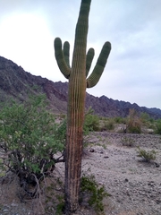 Carnegiea gigantea