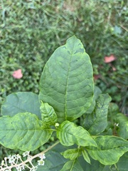 Pokeweed mosaic virus